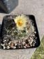 Preview: Coryphantha nickelsiae